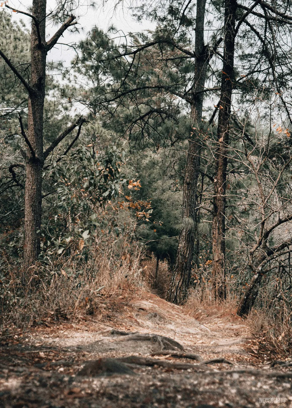高清摄影  一条森林中的土路