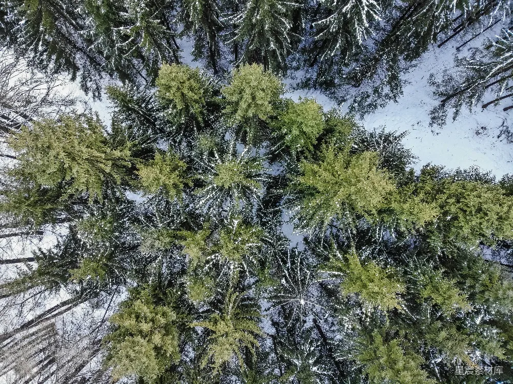 高清摄影  白天的青松树
