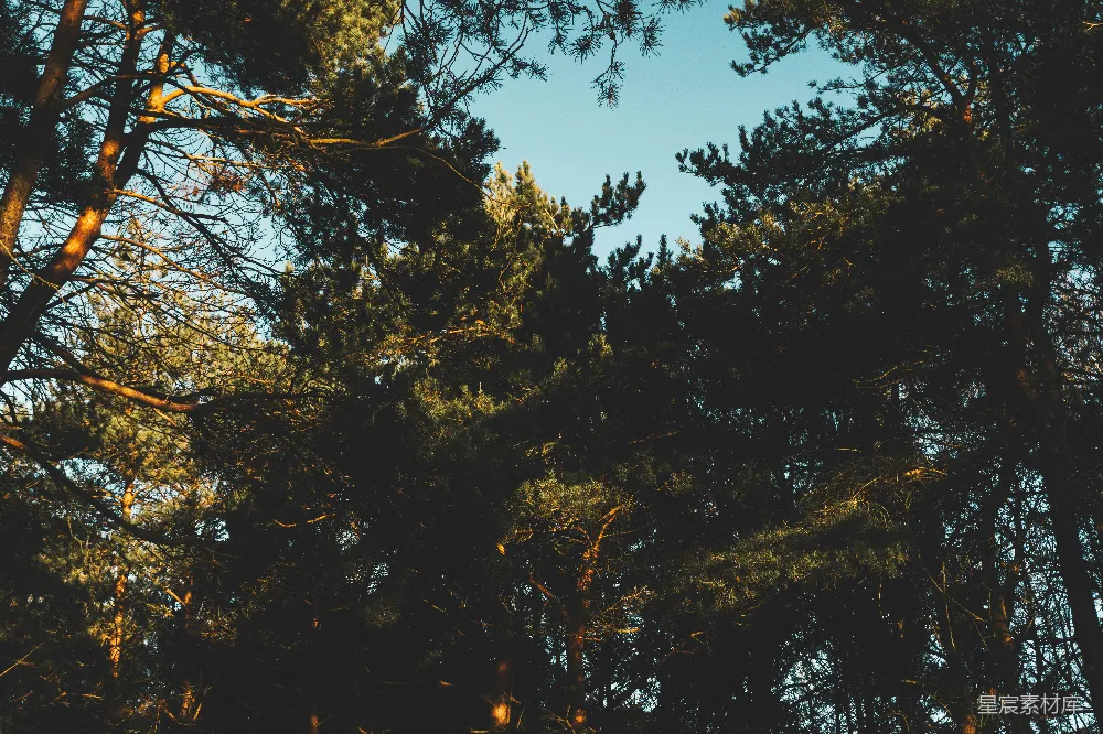 高清摄影  蓝天下的绿树