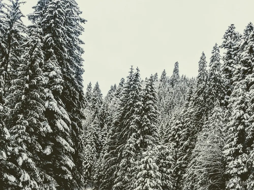 高清摄影  一群被雪覆盖的松树
