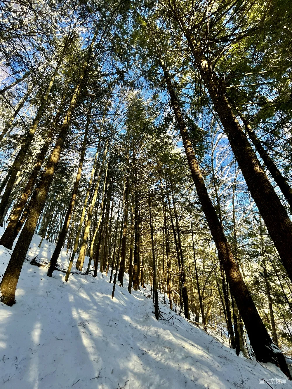 高清摄影  棕色的树在覆盖着积雪的地面上，白天时分。