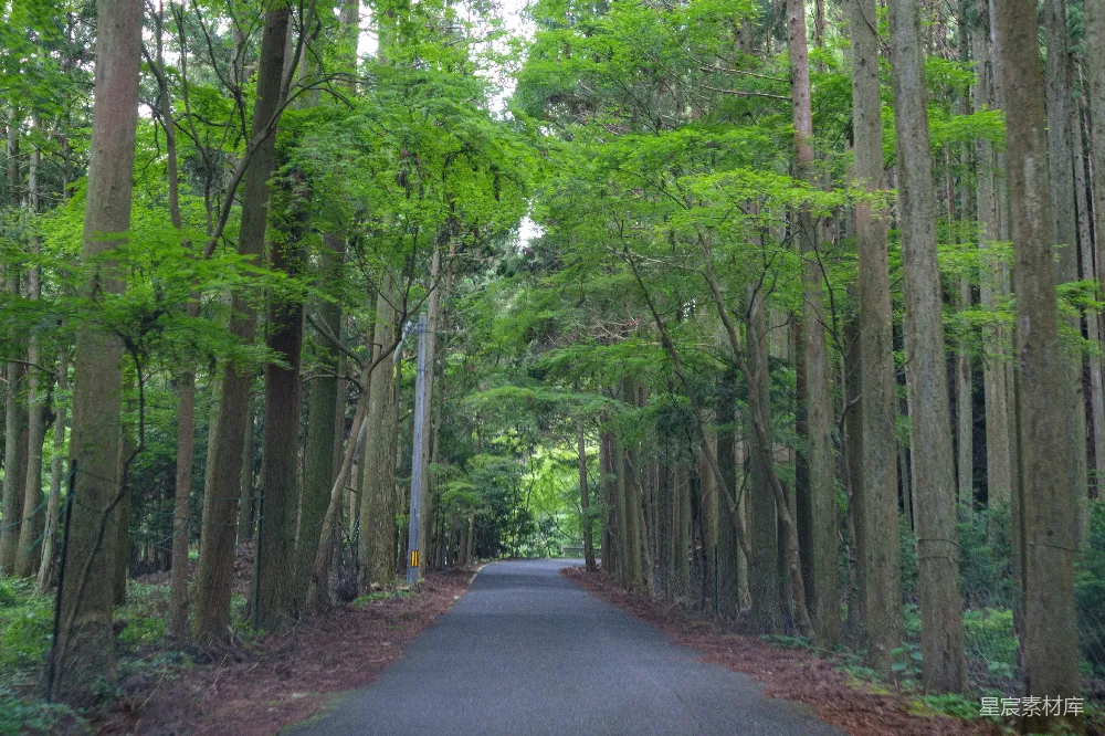 高清摄影  一条被高大的树木环绕的道路，位于森林的中央。