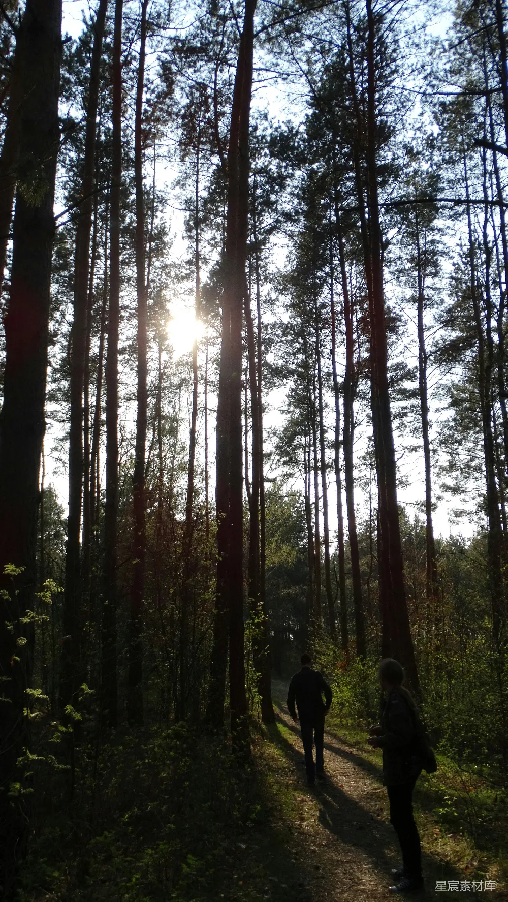 高清摄影  几个人在森林里散步