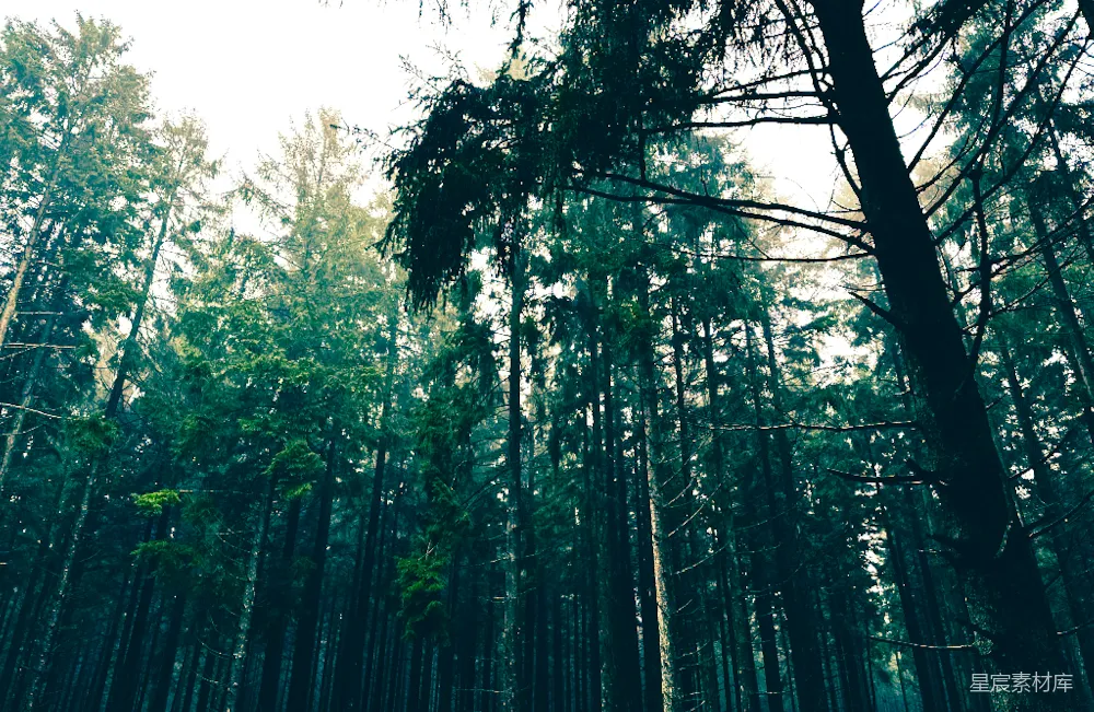 高清摄影  一片充满高大树木的森林