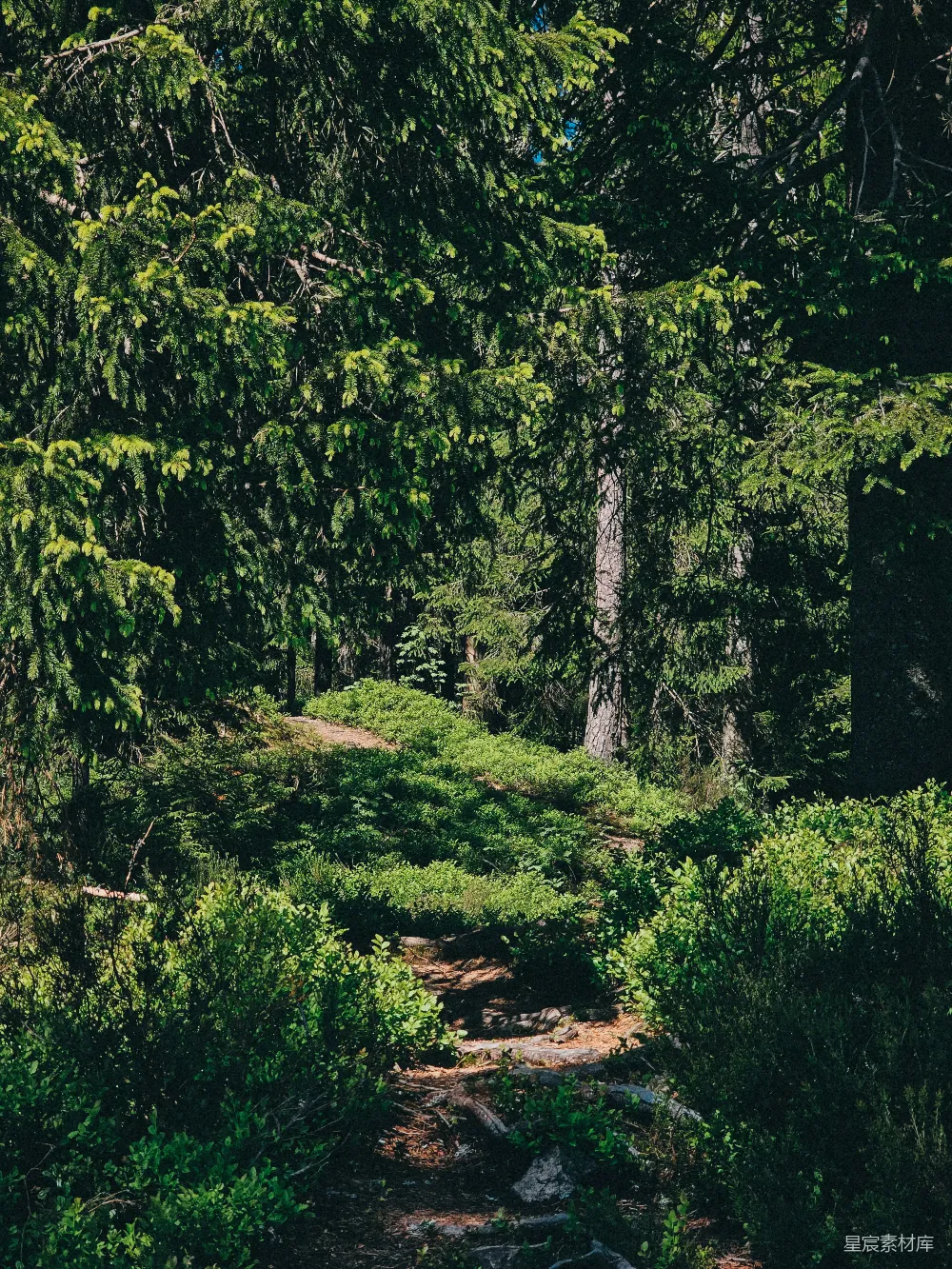 高清摄影  一片郁郁葱葱的绿林场景，有一条小路。