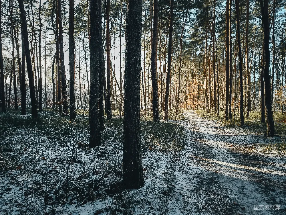 高清摄影  一条被雪覆盖的小路穿过森林中央。