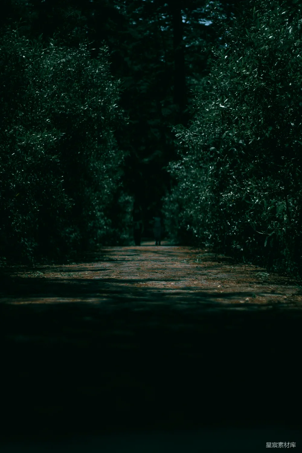 高清摄影  一条有树的路