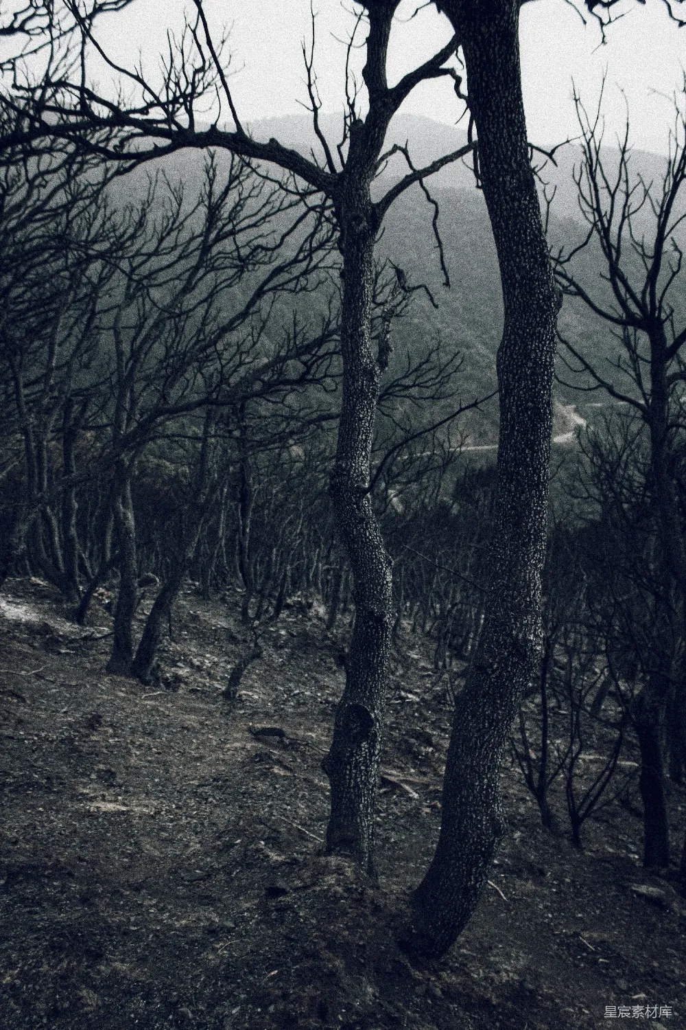 高清摄影  黑树裸枝，棕色土壤