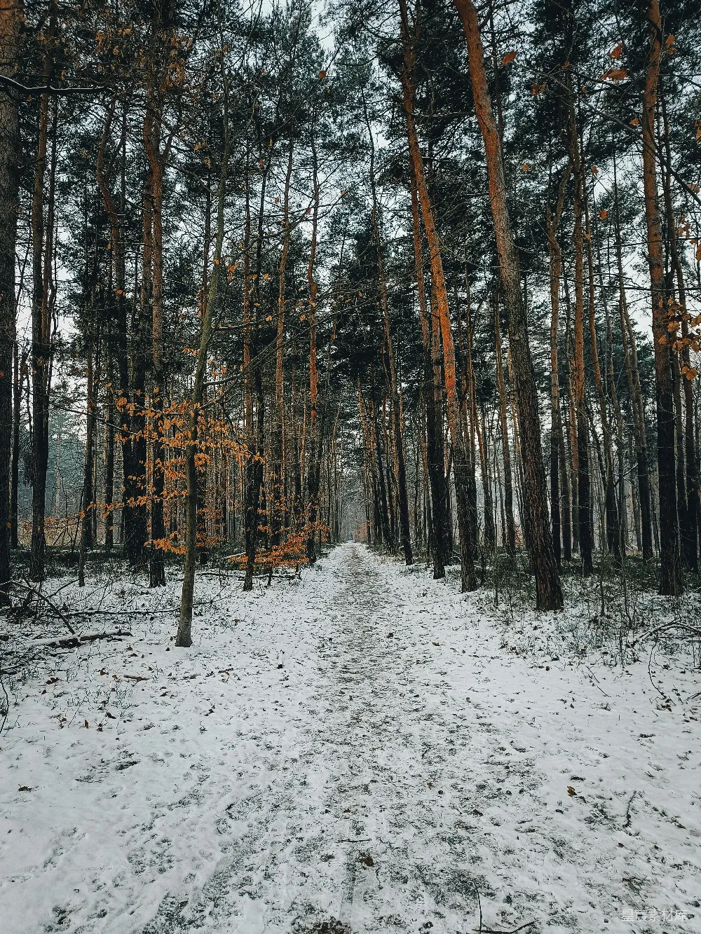 高清摄影  一条被雪覆盖的小径，位于森林中央。