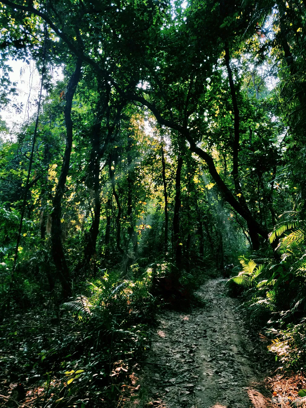 高清摄影  一条泥泞的小路穿过森林中