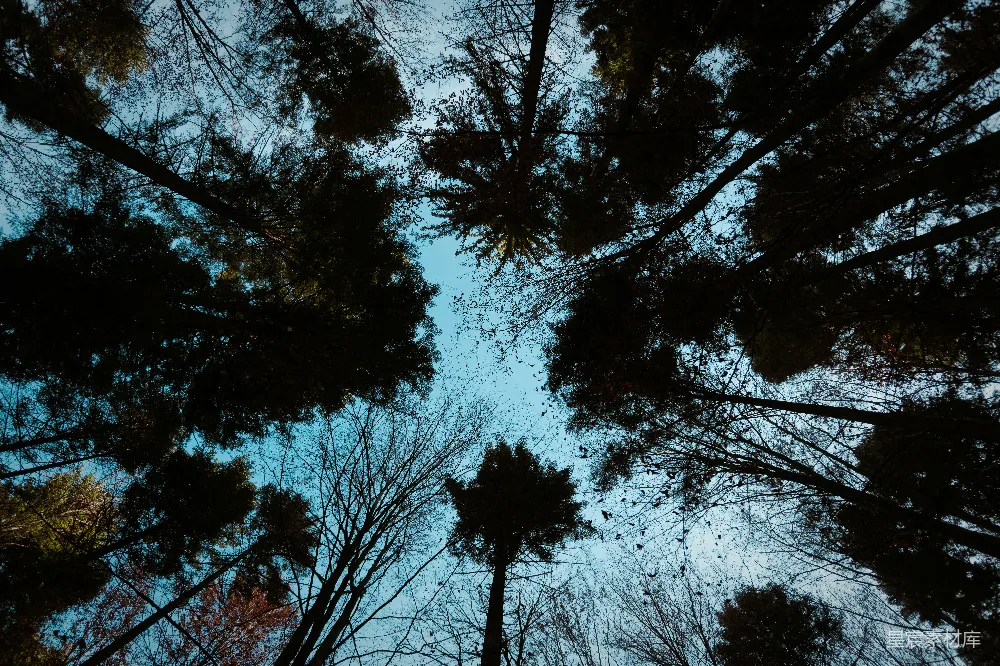 高清摄影  仰望森林中的树木顶端