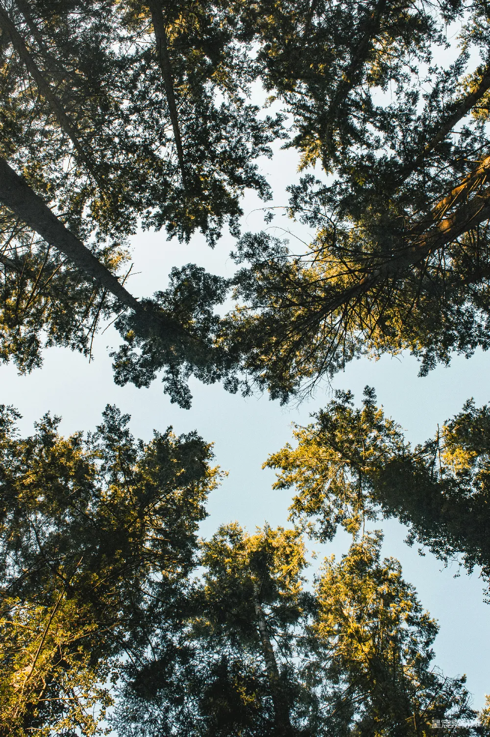 高清摄影 春天 实验性 壁纸 旅行 自然 仰望高大树木的顶部