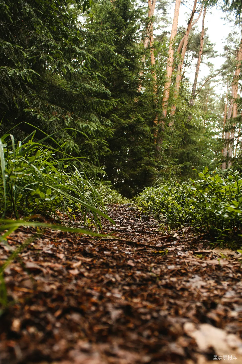 高清摄影  白天的绿色植物和树木
