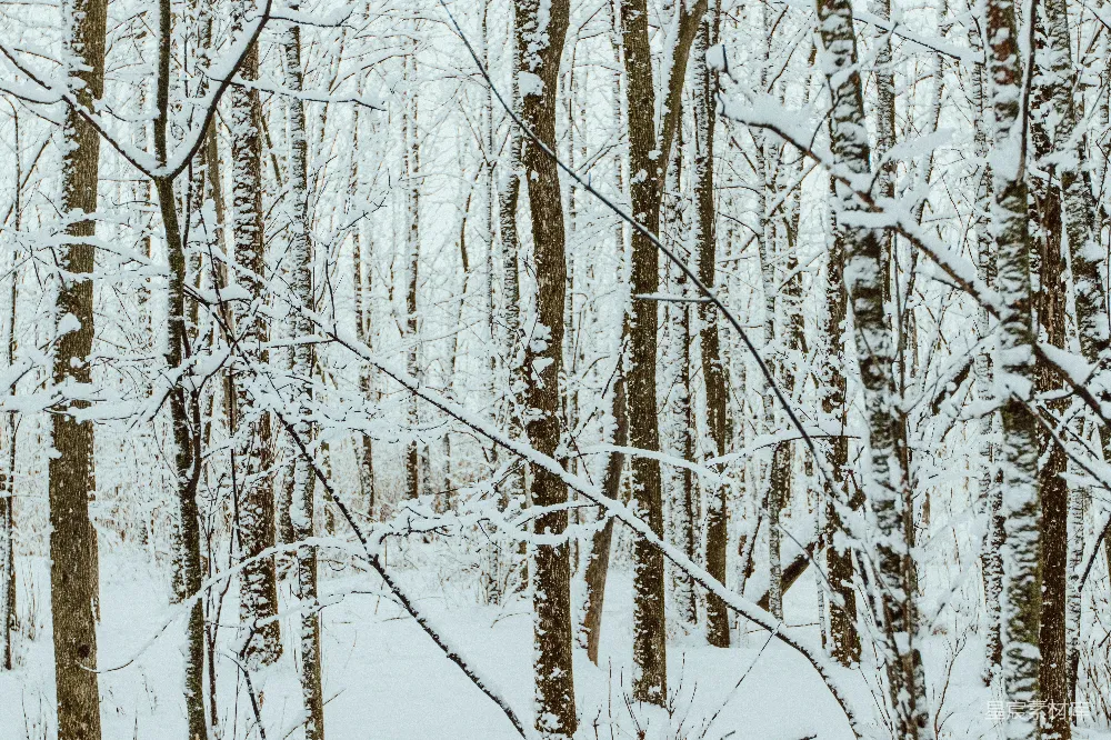 高清摄影 自然 白天覆盖着雪的树