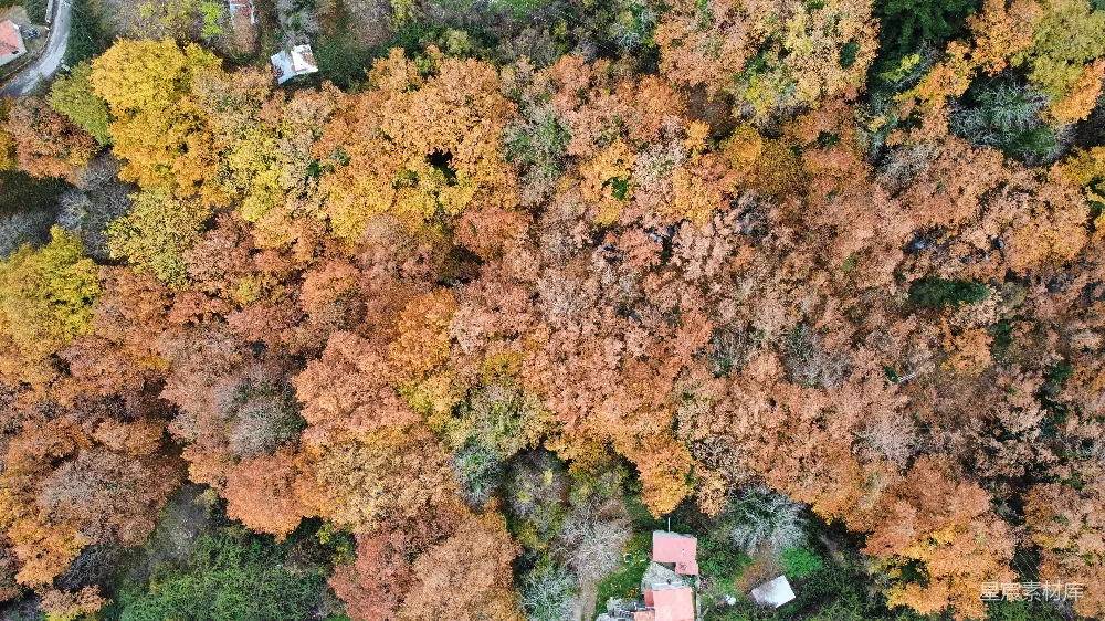 高清摄影  一个森林的俯瞰图，有许多树木。