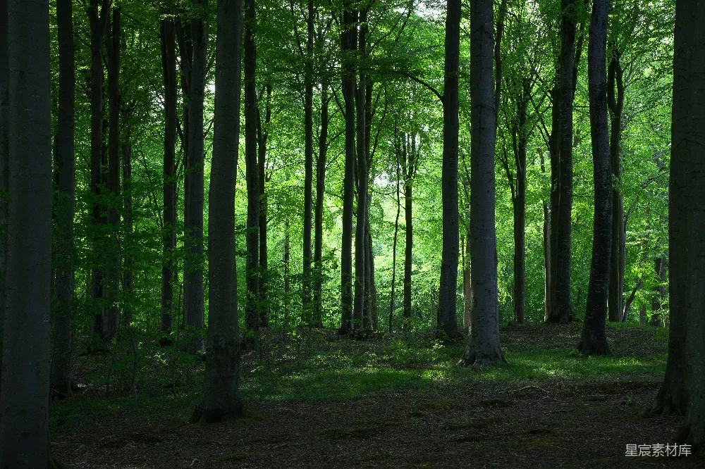 高清摄影  郁郁葱葱的森林中的高大树木