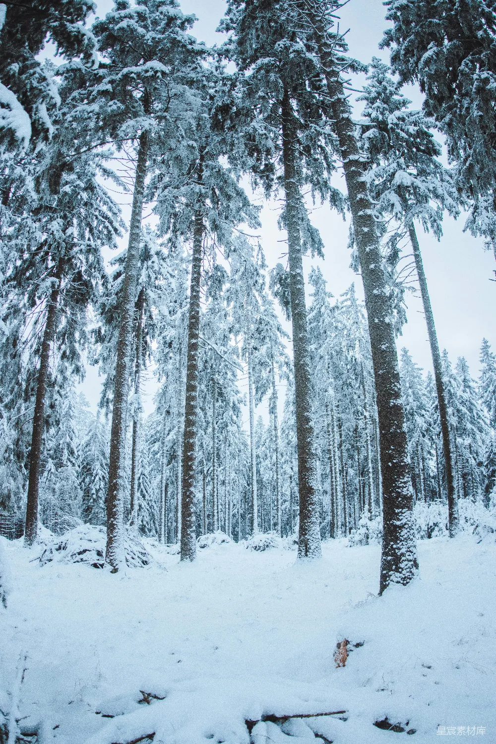 高清摄影  一只狗站在积雪覆盖的森林中央