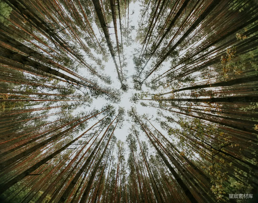 高清摄影 旅行 自然 壁纸 白天的树木低角度摄影