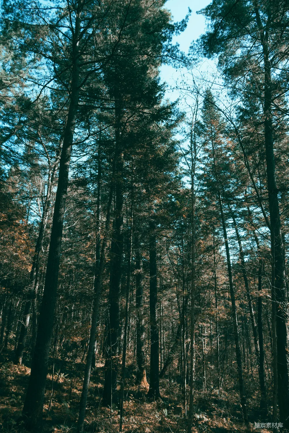 高清摄影 旅行 自然 一片树木高耸的森林