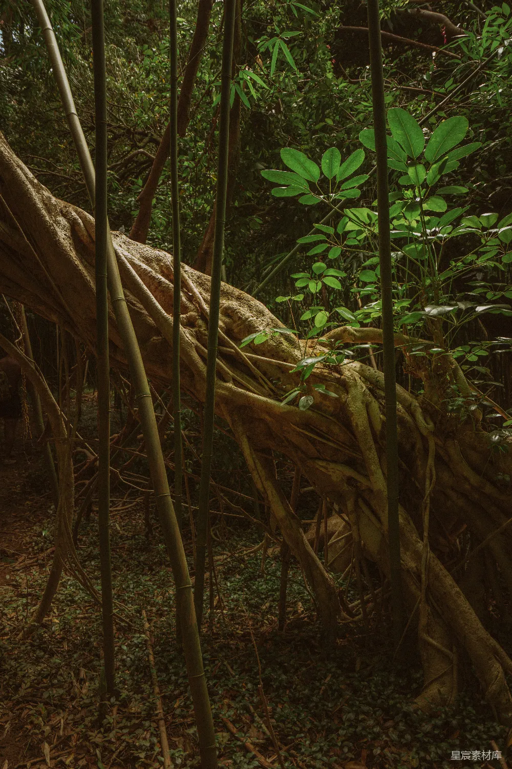高清摄影  森林中的一群树木