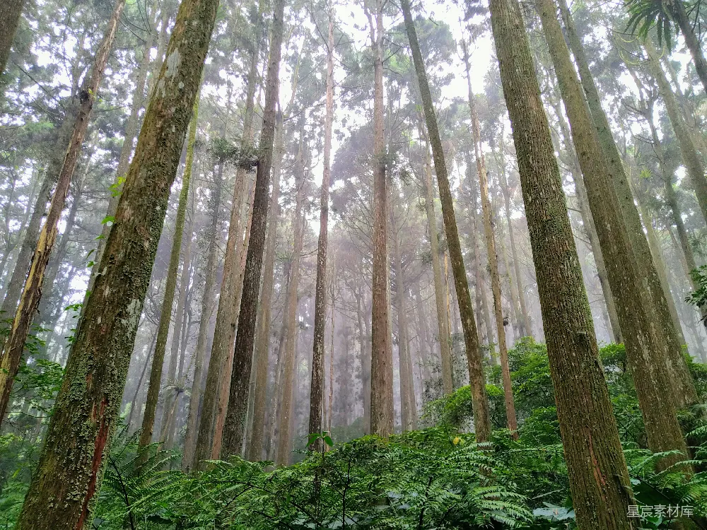 高清摄影  白天，绿色草地上的棕色树木。