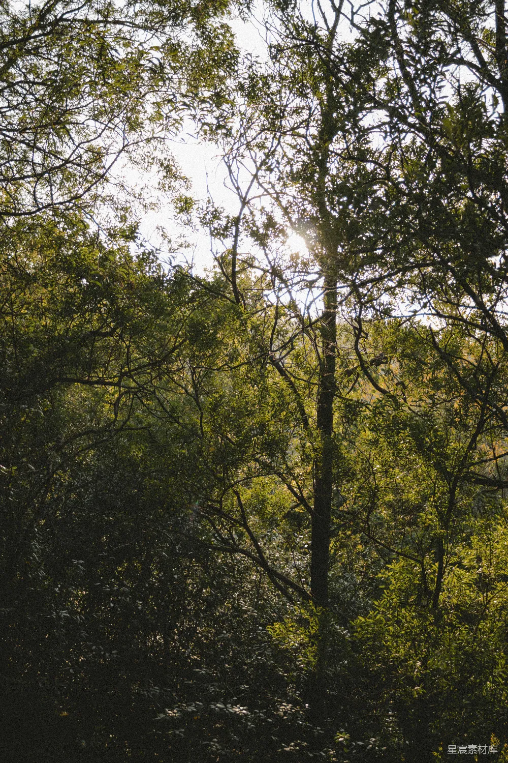 高清摄影  一群树木