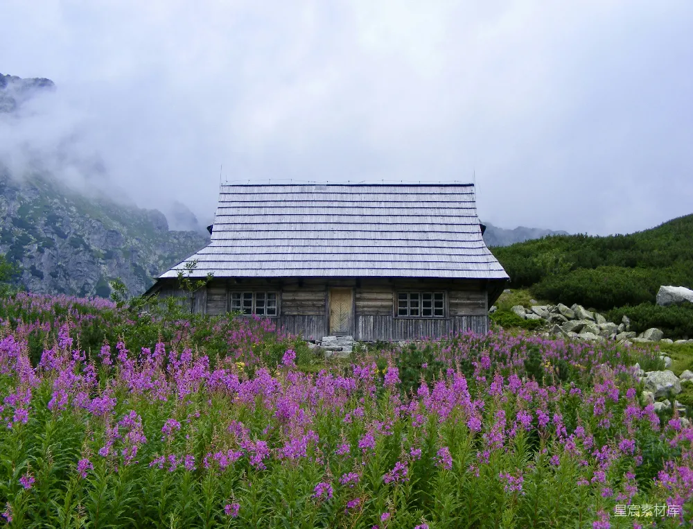 高清摄影  白天的粉花旁的小屋