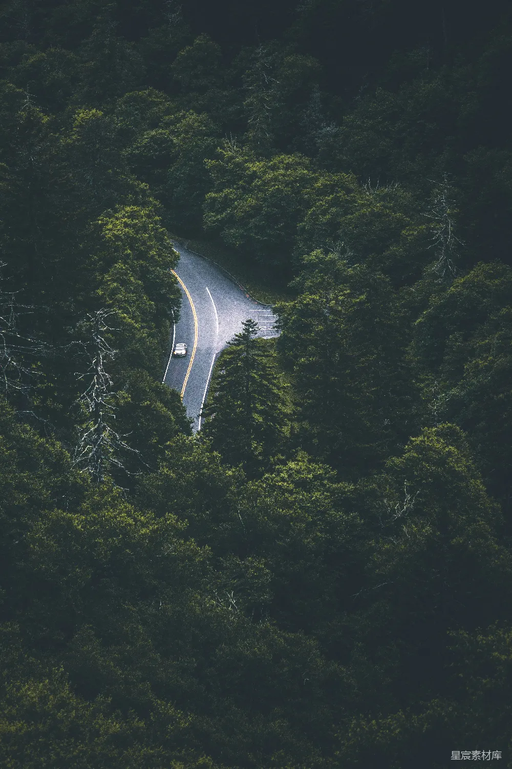高清摄影  绿色树木靠近道路的航拍照片