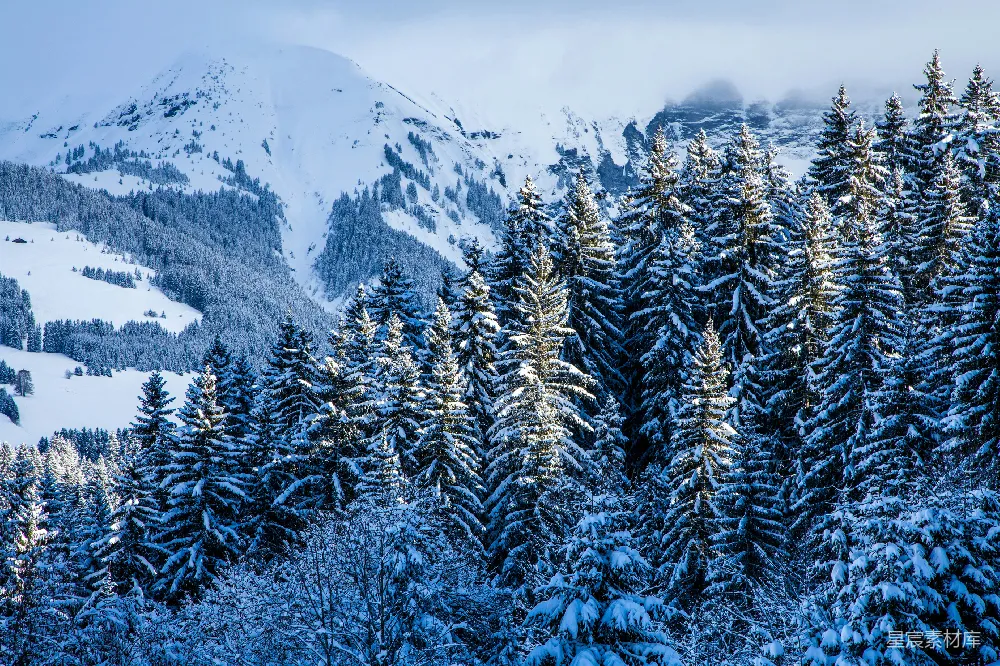 高清摄影  一座被雪覆盖的山，山上长满了树木。