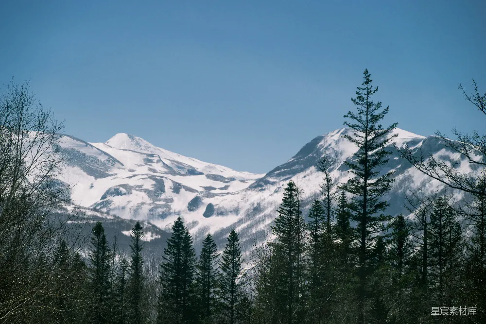 高清摄影 自然 雪山高耸在一片树林之上。