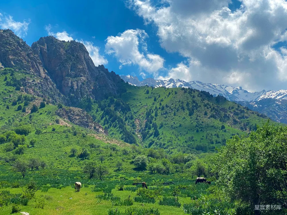 高清摄影  一片草地，背景是山脉。