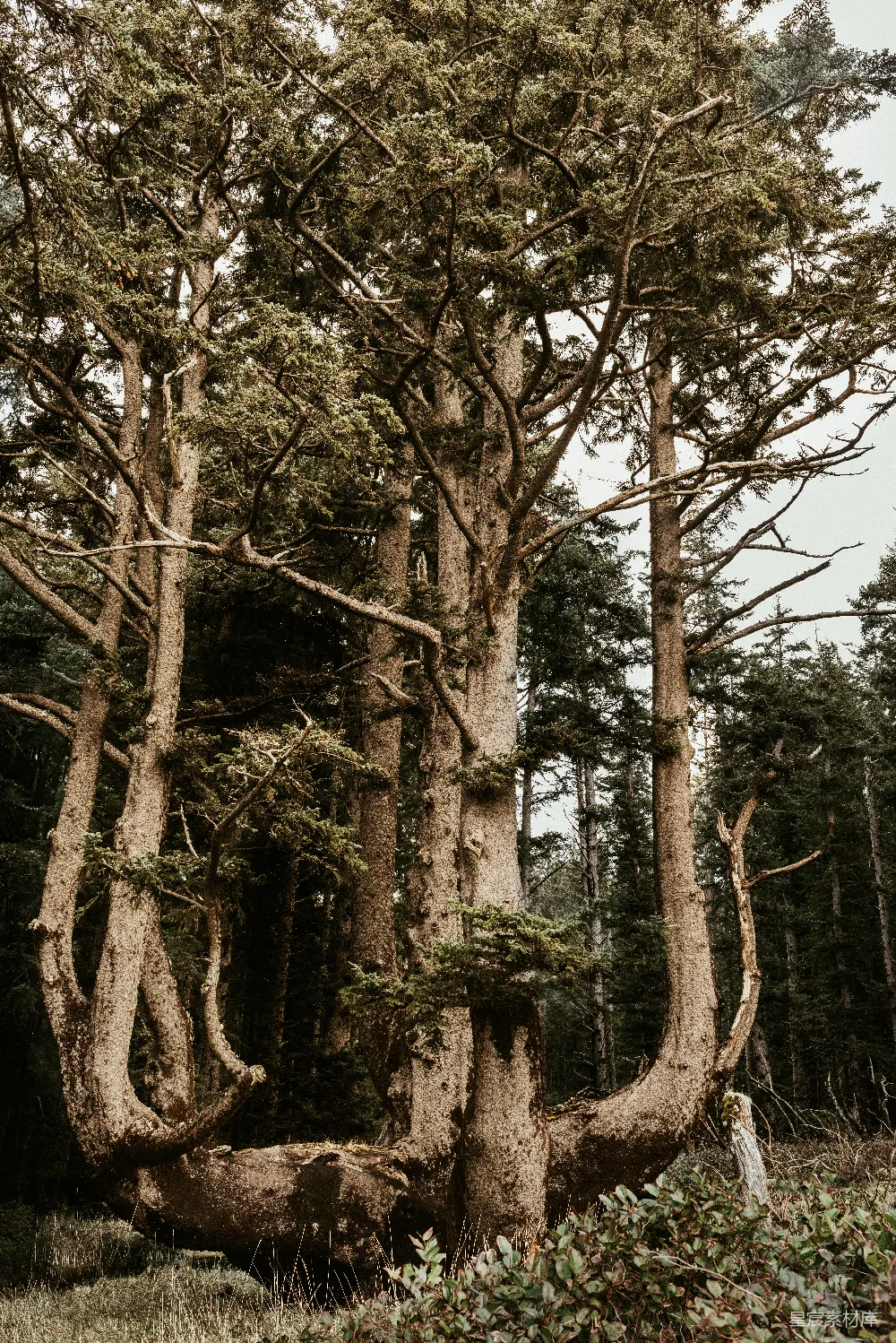 高清摄影  一群树挺立在草地上