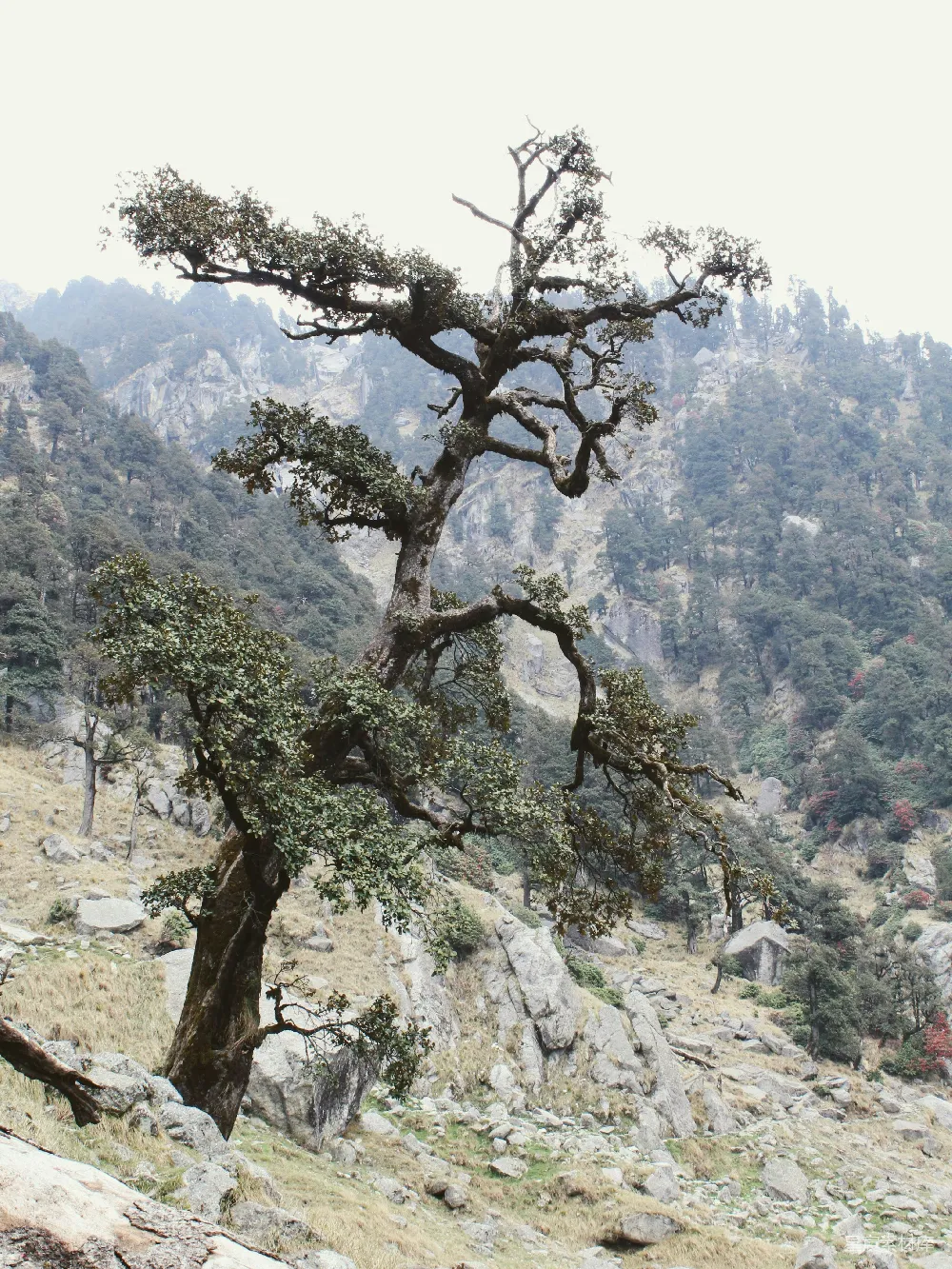高清摄影  一座山间的一棵孤树