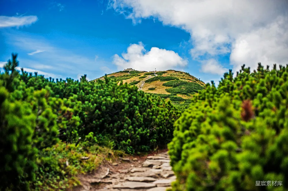 高清摄影  一条通往山峰的林中小径