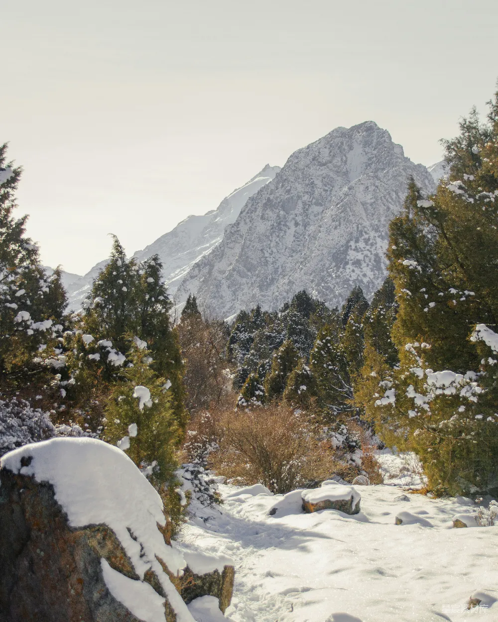 高清摄影  覆盖着雪的森林，背景中有一座山。