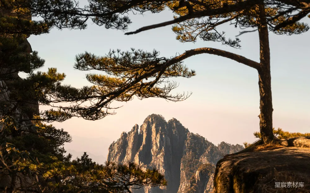 高清摄影  山被一棵树框住。