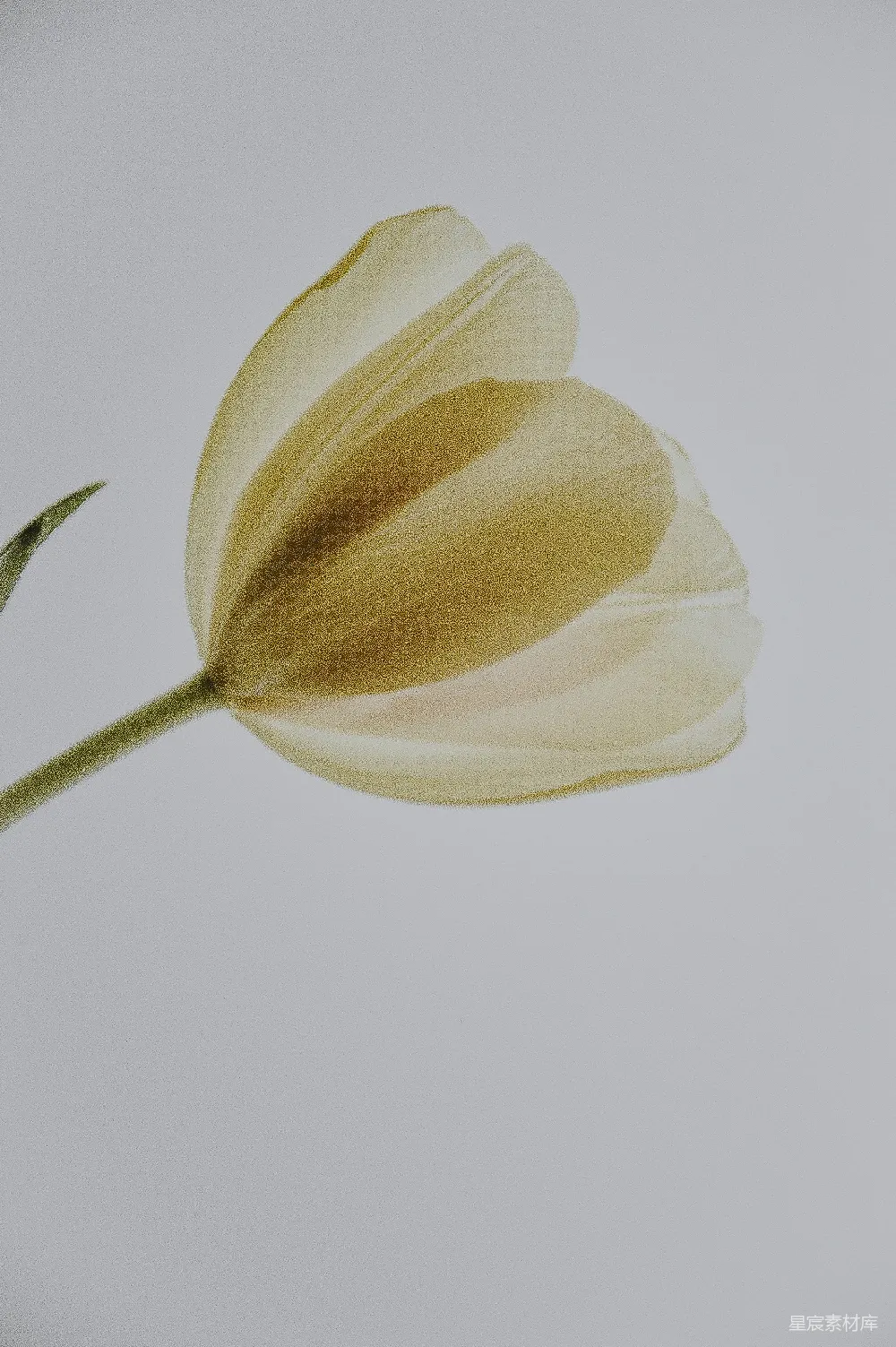 高清摄影  白花