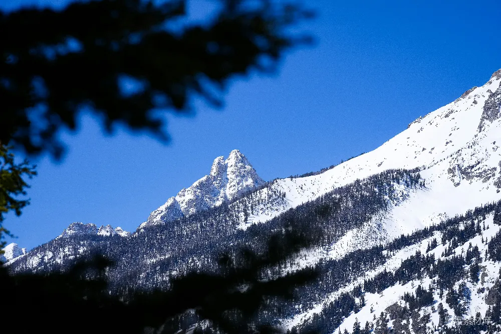 高清摄影  一座被雪覆盖的山，前景中有树木。