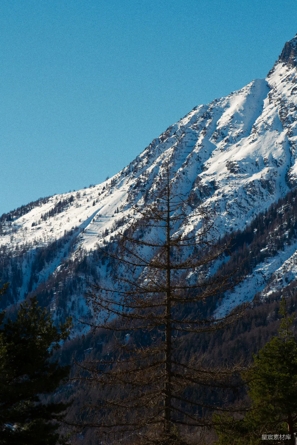 高清摄影  一座被雪覆盖的山，前景中有树木。