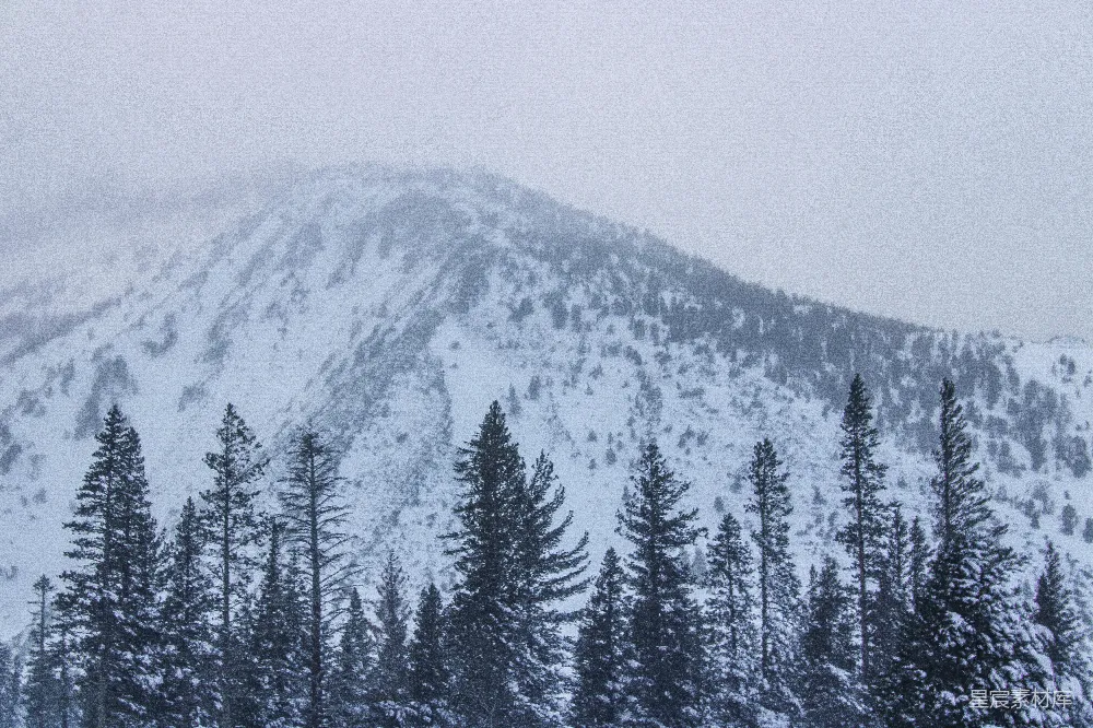 高清摄影  覆盖着雪的山，前景中有树木。