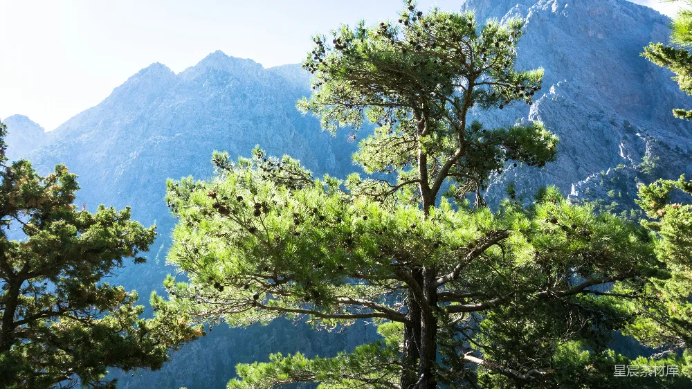 高清摄影  白天山上的绿树