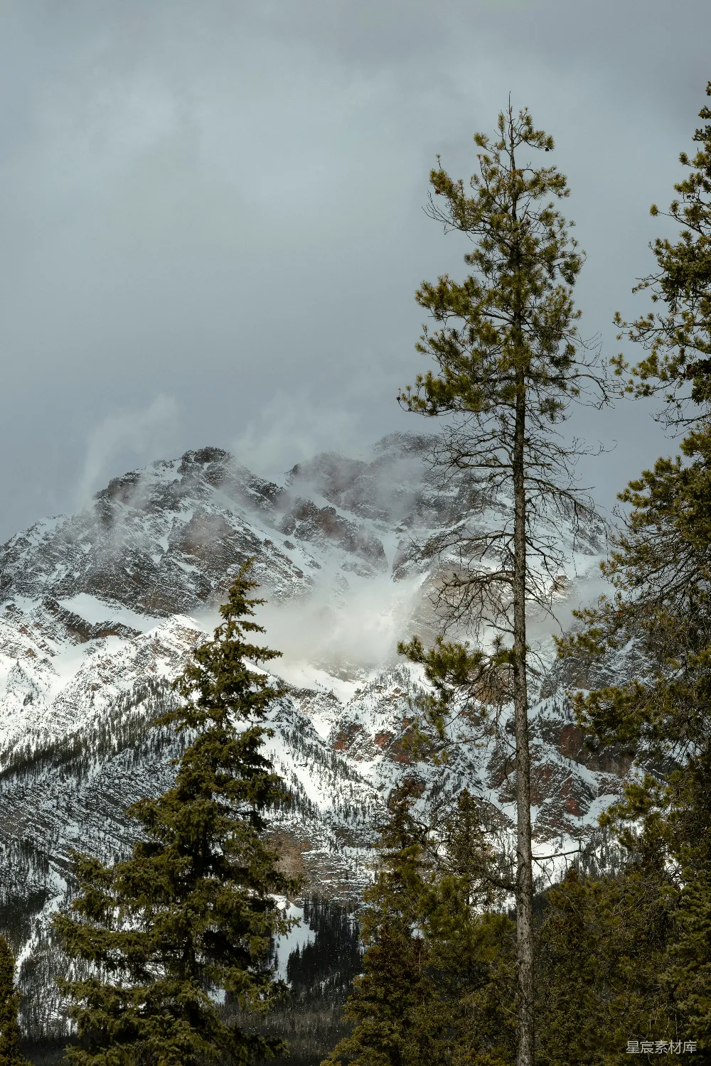高清摄影  被雪覆盖的山峰，前景是松树。