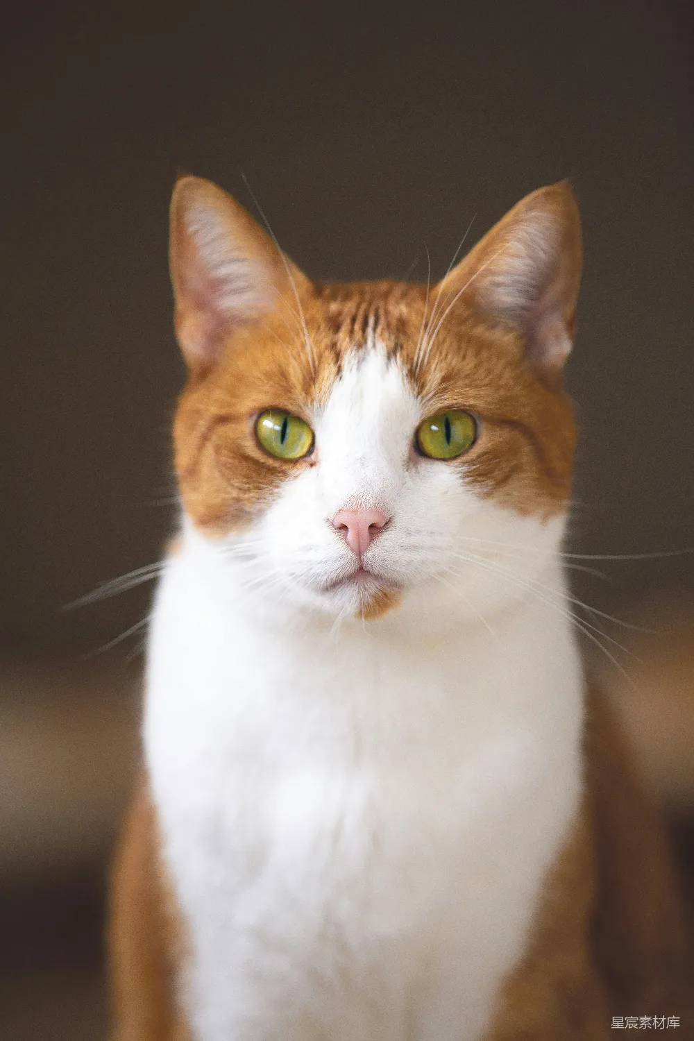 高清摄影 短发白褐色的猫