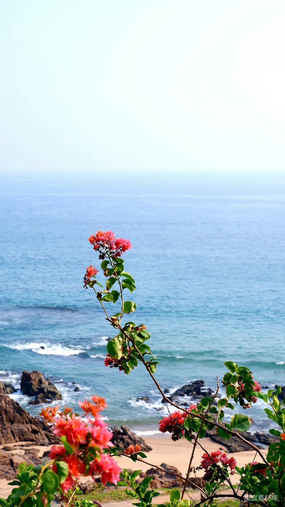 高清摄影  花儿在海边绽放。