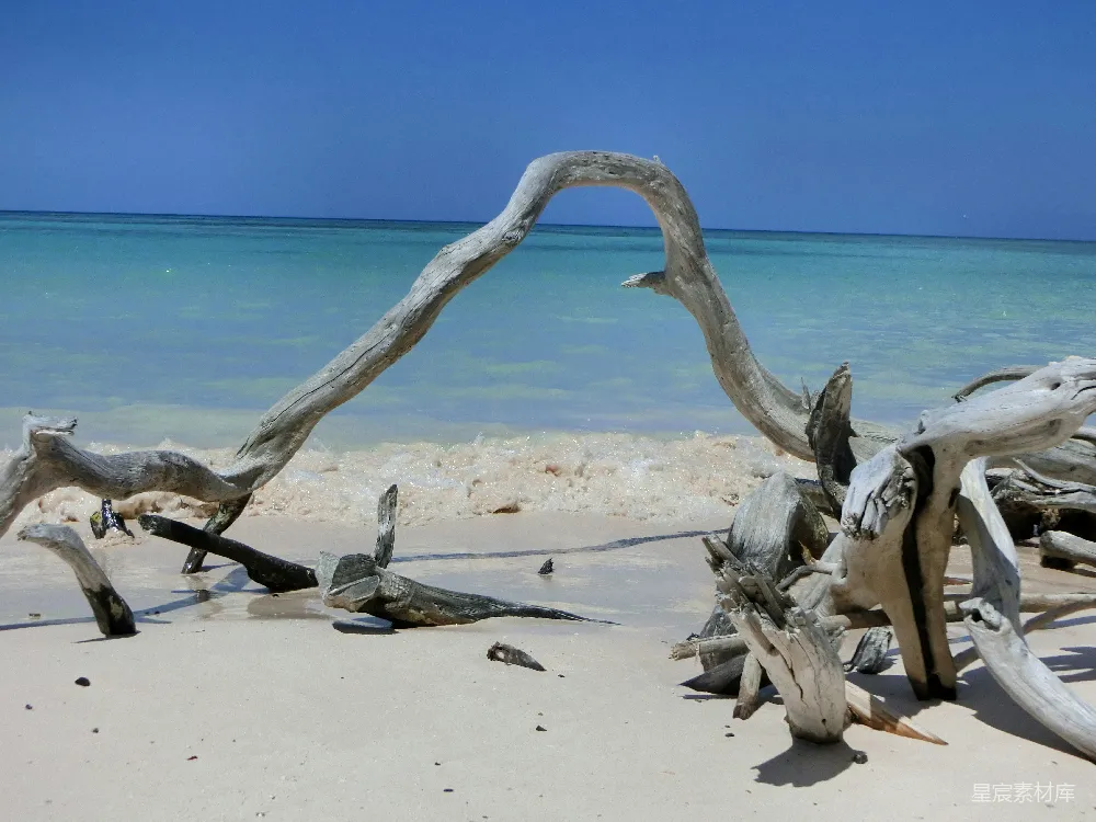 高清摄影  沙滩上的漂流木，背景是蓝色的海水。