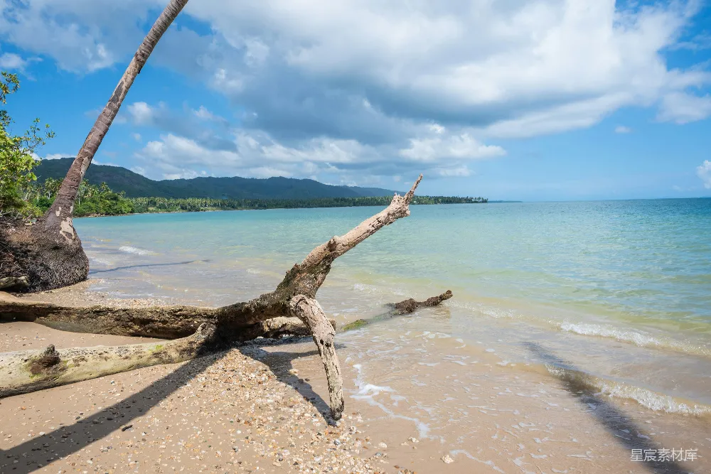 高清摄影  在热带海滩上漂浮着的枯木，海水清澈湛蓝，波澜不惊。