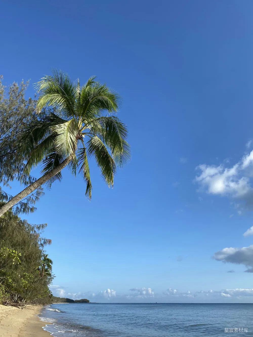 高清摄影  海滩上的棕榈树靠近大海