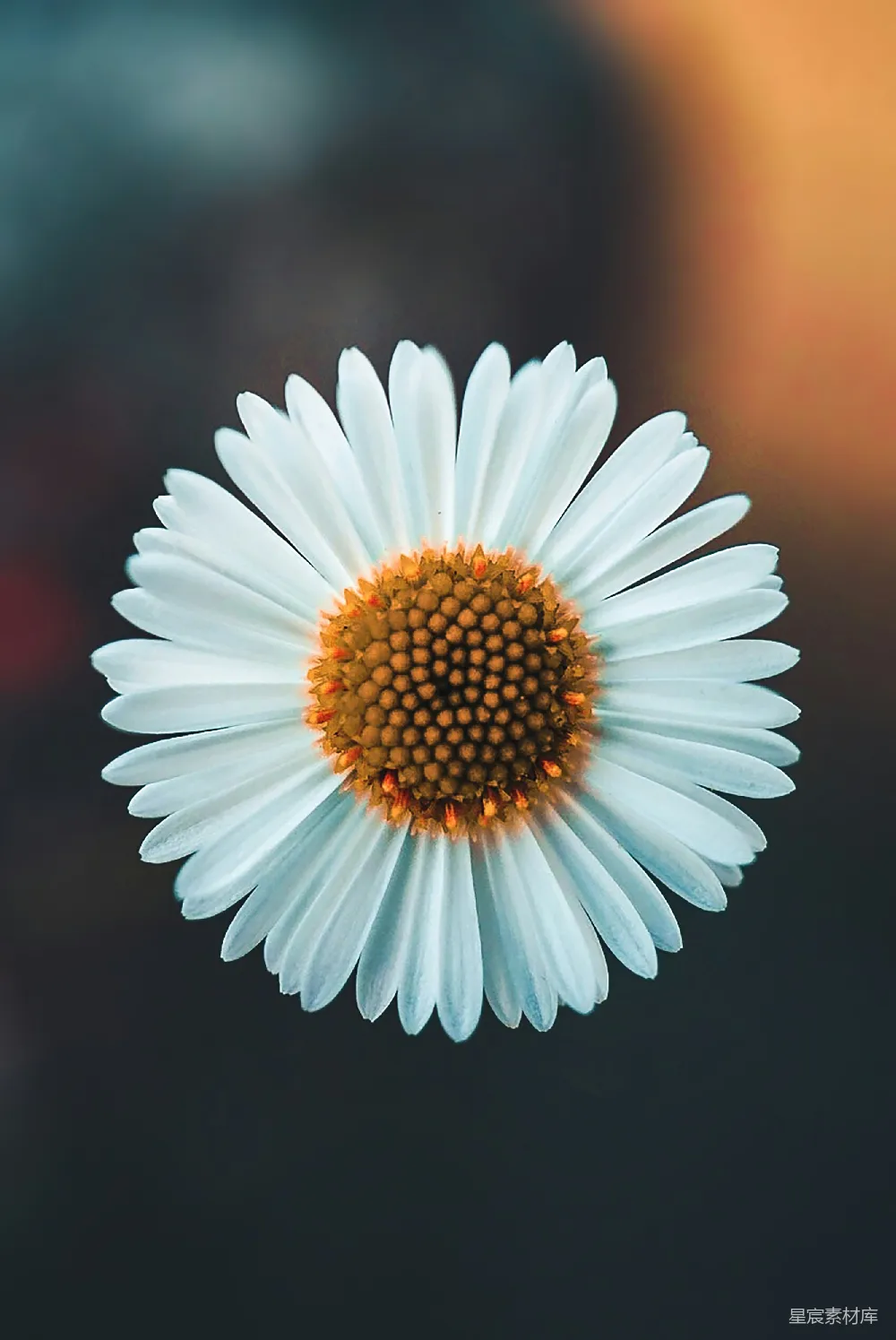 高清摄影 壁纸 自然 实验性 旅行 白天开花的白 Daisy