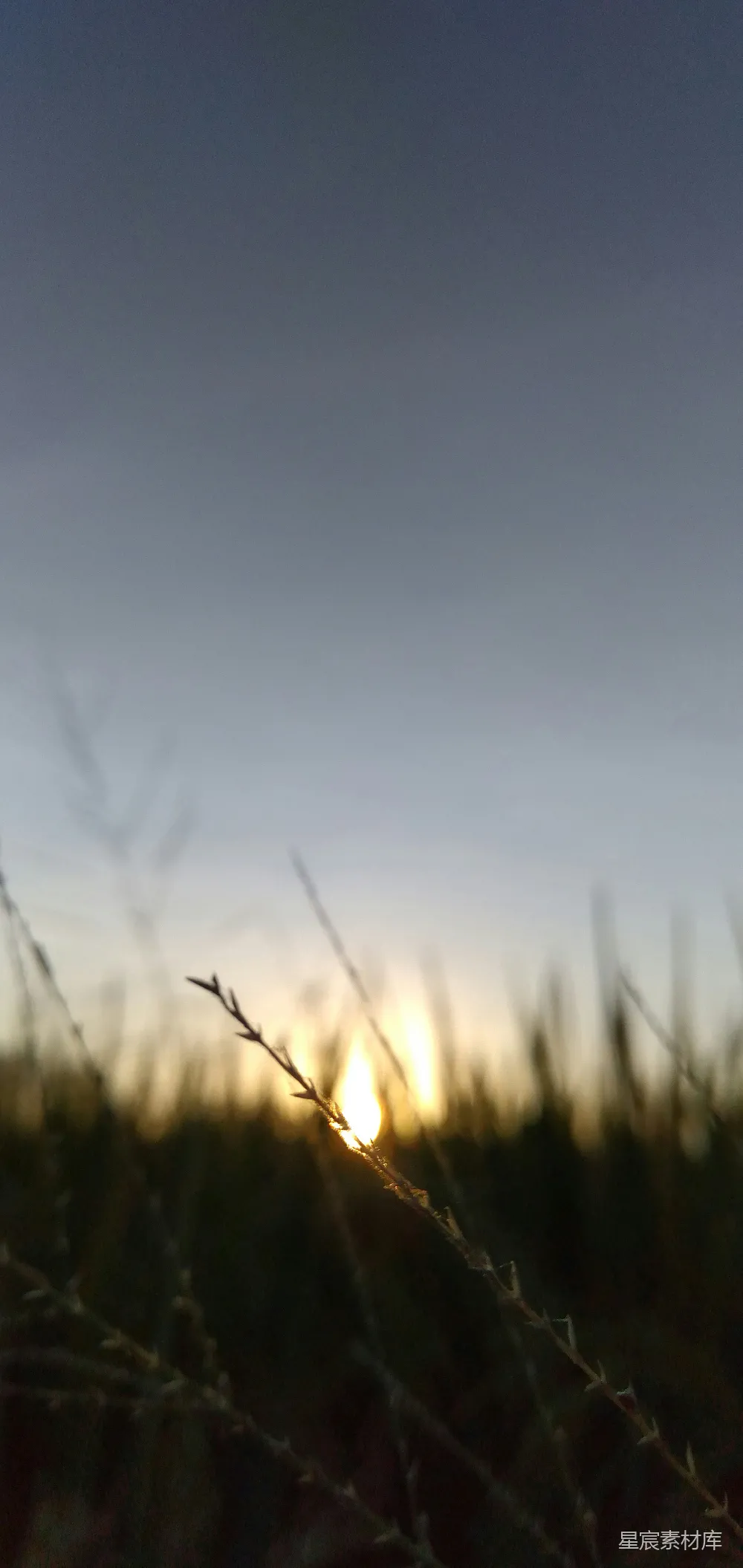 高清摄影  夕阳西下，草地上笼罩着一片暮色。