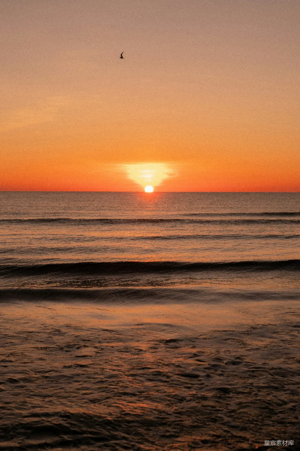 高清摄影  夕阳西下，一只鸟飞越海洋。
